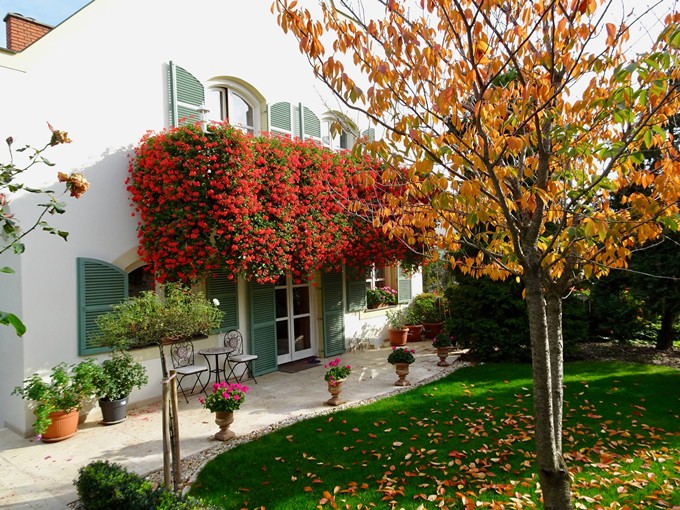 Mùa đông khi cây chết, chị mang bỏ gốc, trồng lại khi xuân sang. Chị Nhi làm vậy đều đặn mỗi năm, tốn kém chi phí và công sức.