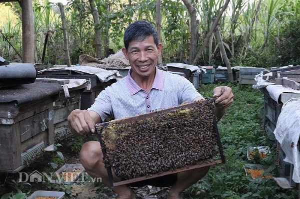 
Nhờ biết cách chăm sóc, đàn ong nhà ông Thượng luôn sinh trưởng, phát triển tốt
