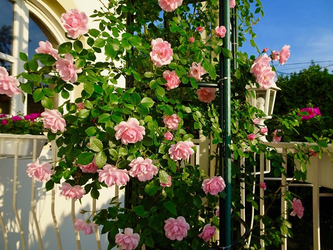 Người phụ nữ Việt tại Budapest chuyển tới sống tại đây đã 18 năm. Ban đầu chị thuê thợ sửa lại căn nhà theo ý thích rồi tự tay trồng hoa, chăm chút từng góc nhỏ trong khu vườn.