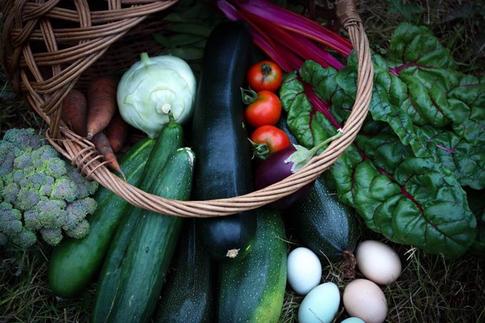 Chú chó nặng 140 kg sắm vai người bảo vệ, xua đuổi lũ sói luôn nhăm nhe những vật nuôi non nớt trong nông trại.