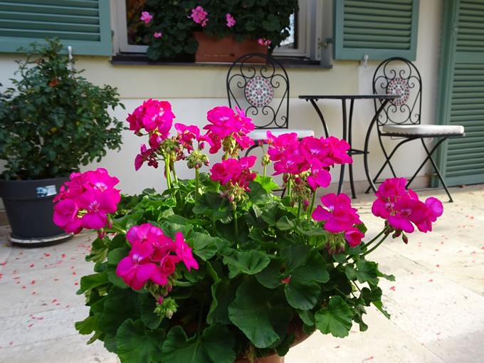 Chị Nhi cho biết Hungary là đất nước có khí hậu ôn hòa, thích hợp trồng nhiều loại hoa, đặc biệt là hoa hồng.