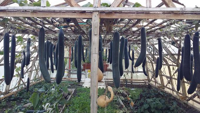 Mỗi lần chui vào để hái rau các loại tôi đều tự làm chứ nhất định không cho bà xã làm việc đó, bởi vì đã có lần tôi có trải nghiệm đang hái rau đứng dậy đầu húc phải quả, thế là gãy cuống rơi xuống, xót lắm, ông nói.