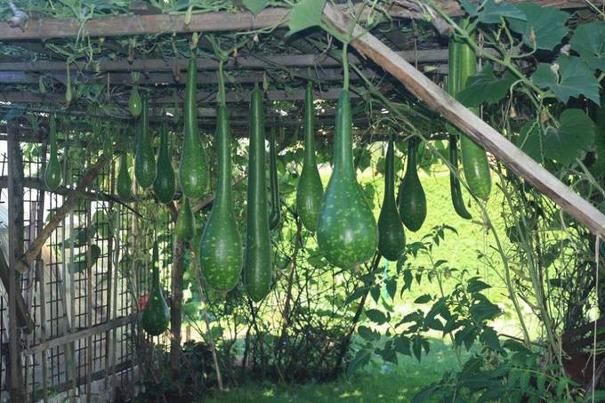 Để có được khu vườn tơi xốp như hiện tại, trong 6 năm qua ông Sáng đã bỏ ra rất nhiều công sức bởi vườn trước đây rậm rạp nhiều cỏ, phải đào xuống sâu một lớp đá cuội hơn 20cm. Tiếp đó ông vừa mua phân đóng bao, vừa đi xin phân ngựa của người dân bản địa, vừa ủ cây cỏ làm phân hữu cơ.