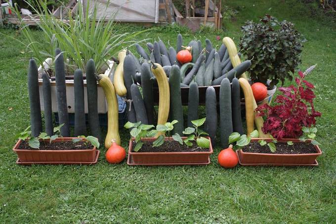 Thời gian đầu ông Sáng cũng gặp nhiều khó khăn do sự phá hoại của ốc sên. Có những đêm vợ chồng ông bắt bằng tay được hơn 500 con. Sau này, khi tìm hiểu trên mạng ông đã học hỏi được kinh nghiệm tiêu diệt chúng bằng cách rắc muối lên chỗ sên hay trú ẩn. Từ đó đến nay khu vườn nhà ông không có bóng dáng ốc nữa.