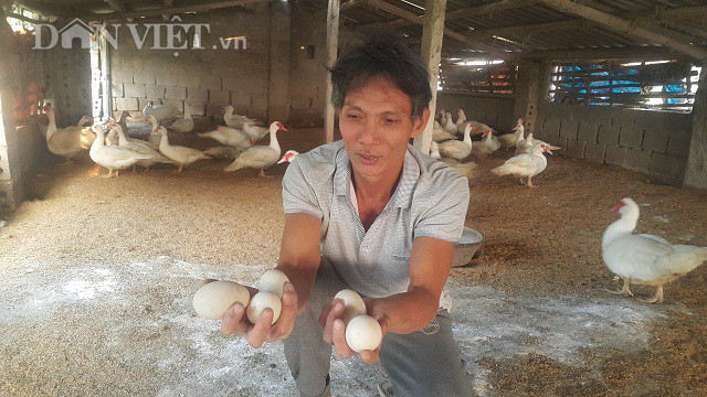 
Nhờ nuôi ngan lấy trứng bán mà mỗi ngày gia đình ông Phạm Văn Kết bỏ túi cả nửa triệu đồng.
