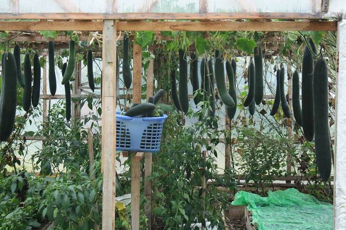 Ông cho hay: Trồng rau ở châu Âu có khó khăn là thời tiết lạnh và kéo dài nên khâu ươm hạt giống phải chuẩn. Tôi thường gieo trong nhà, chăm cho cây khỏe mới đem trồng xuống vườn