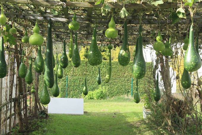 Các loại bí, bầu, su su... đều được ông mang từ Việt Nam sang. Sau mỗi vụ, ông giữ lại những trái già làm giống và đem tặng để mọi người cùng nhân giống.