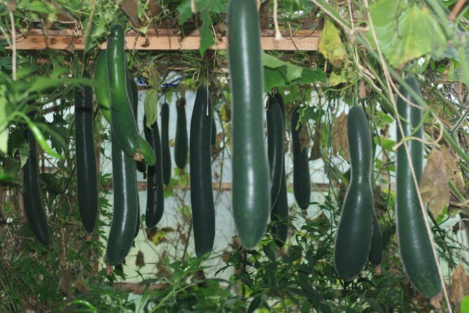 Chỉ bón bằng phân ngựa và phân hữu cơ ủ từ cỏ mà vườn bầu năm nào cũng nặng quả. Giàn bí xanh năm nay nếu không nắng hạn thì không có lối để chui vào nữa, ông Sáng cười nói. Năm thấp nhất, giàn bí cho thu hoạch 40 quả, năm nay cả ăn non và để già là gần 100 quả. Giàn bầu canh, bầu hồ lô đến vài trăm quả.