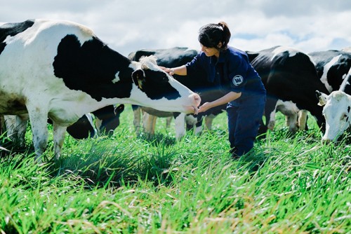 
Công nhân đang chăm sóc đàn bò sữa tại trang trại chăn nuôi của Vinamilk.
