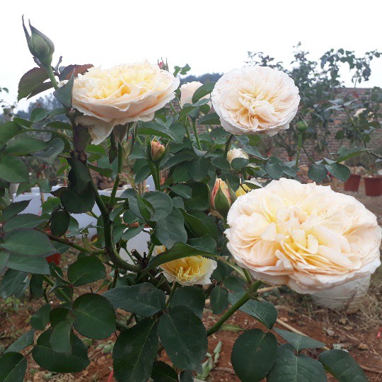 
Vườn hồng Nguyệt điền có hàng trăm giống hồng ngoại, hồng cổ
