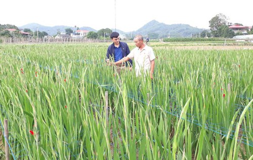  Anh Nguyễn Văn Lý (phải) giới thiệu về kỹ thuật trồng và chăm sóc hoa dơn.H.T