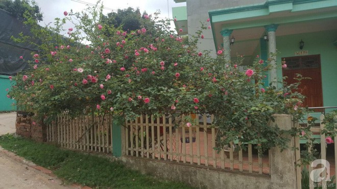 Mỗi chiều đi làm về hay sáng sớm thức dậy, chị Huyền thường ngắm nhìn những cành hồng nở hoa, khoe sắc rực rỡ. Cuộc sống của bà mẹ trẻ hai con tuy bận rộn nhưng luôn ngập tràn niềm vui khi được sống trong ngôi nhà đẹp lãng mạn và ngọt ngào với hoa hồng.