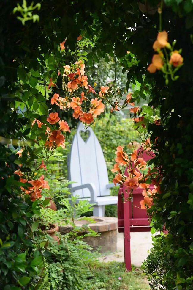 Những loại hoa góp mặt làm đẹp không gian vườn.