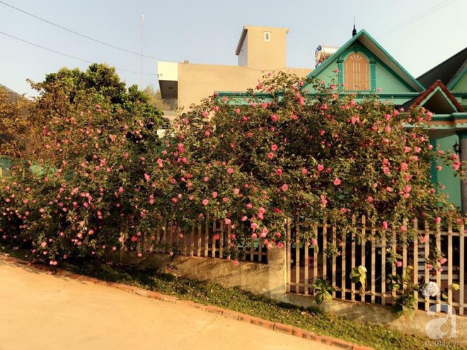 Hồng nở trong nắng chiều.