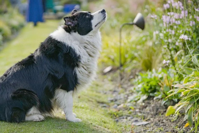 Chú chó là người bạn thân thiết của gia đình.