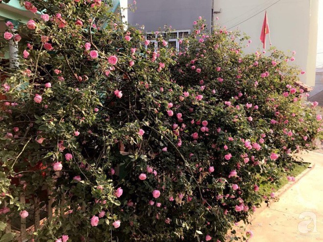 Lối nhỏ vào nhà cũng trĩu trịt hoa.