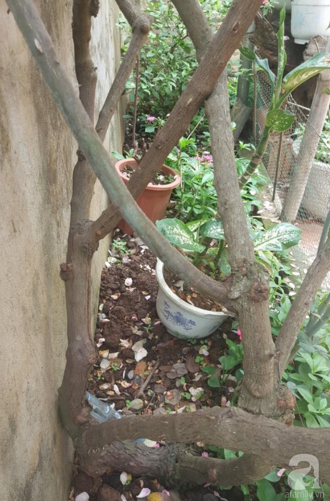 Gốc hồng to nhất của vườn cũng được 8 năm.