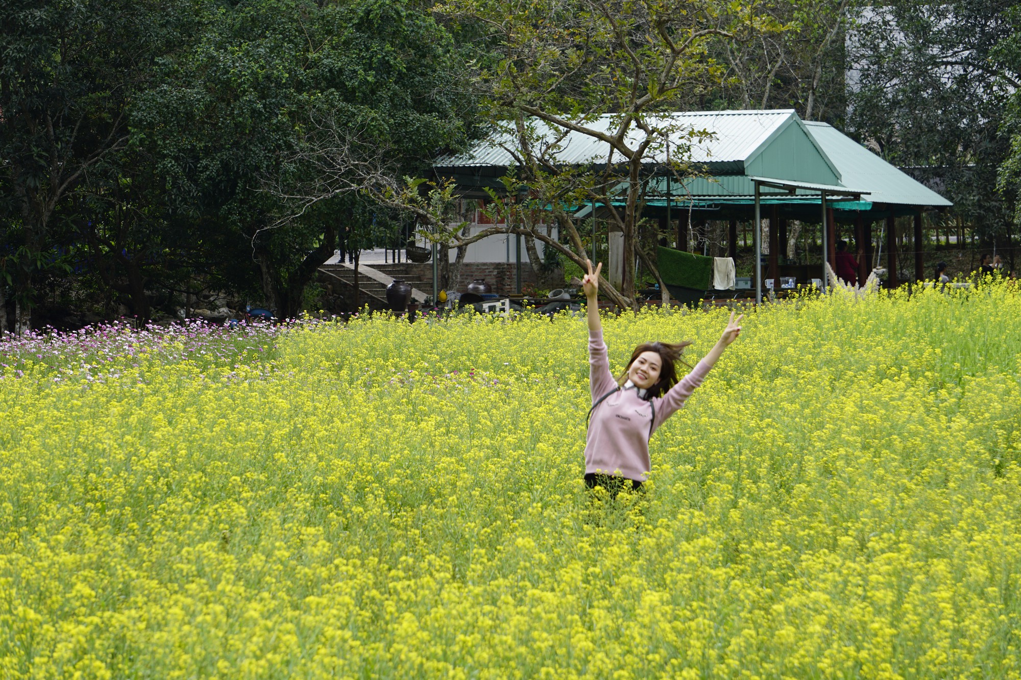 Không chỉ rực rỡ hoa cải vàng trong thung lũng hoa, gia chủ còn đầu tư hẳn 1 ha trồng hoa tam giác mạch đẹp lung linh.