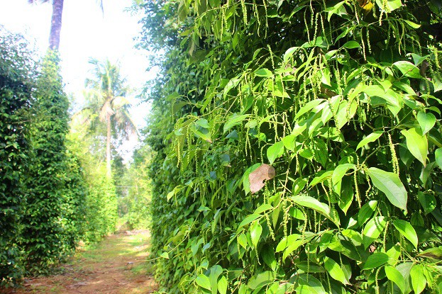
Khu vườn của nông dân Đặng Văn Cấp rộng đến 12ha được trồng xen kẽ rất nhiều loại cây như: dừa, tiêu, bưởi, bơ, sầu riêng…
