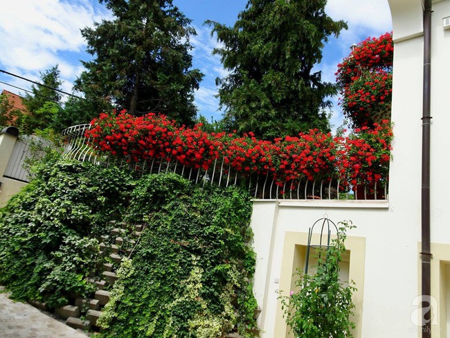 Phong lữ thảo nhuộm đỏ ban công và hàng rào.