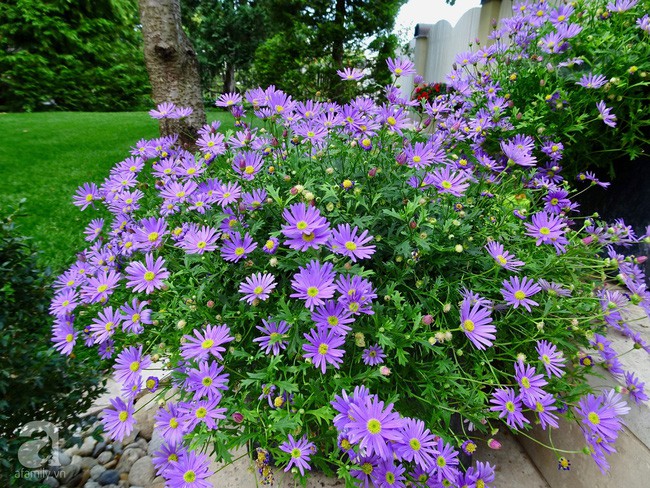 Khóm hoa tím điểm tô nổi bật trên nền cỏ xanh.