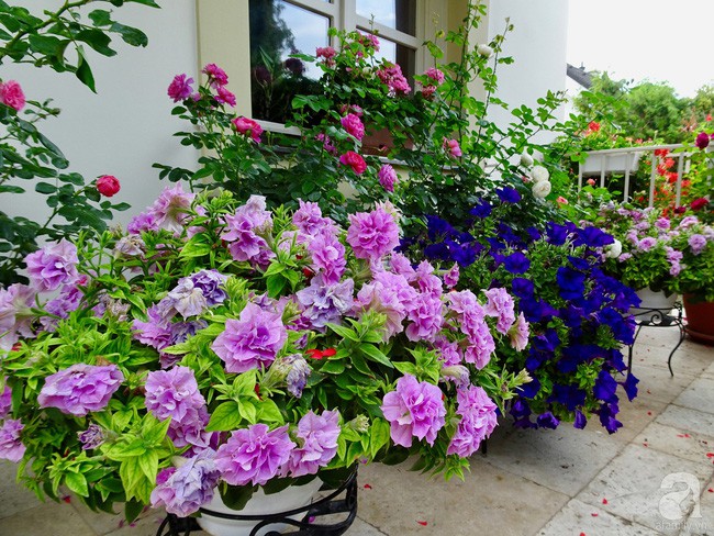 Chị Ái Nhi cùng chồng dành thời gian rảnh rỗi để chăm sóc vườn.