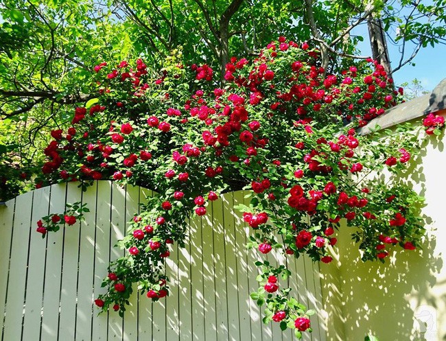 Giàn hồng rực rỡ ai ngắm cũng xuýt xoa vì đẹp.