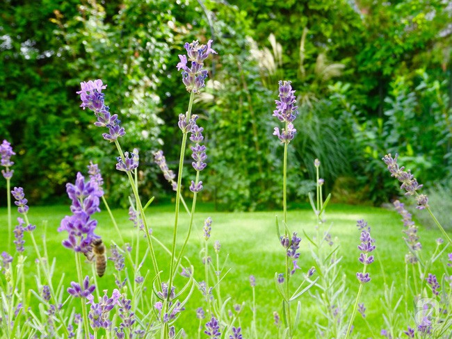 Khu vườn 600m2 được trồng đa dạng các loài hoa.