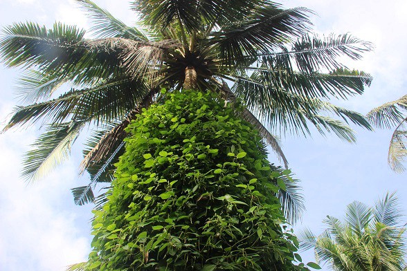 
Thân dừa là bà đỡ để cây tiêu đu bám sinh trưởng và phát triển
