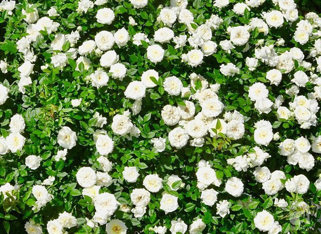 Hoa nở đẹp như xứ sở thần tiên.