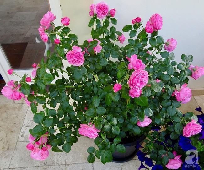 Niềm vui của chị Ái Nhi sau những vất vả trong công việc là được chăm hoa và ngắm hoa.