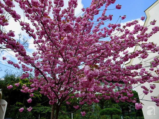 Góc vườn hoa nở rộ nhuộm hồng cả bầu trời.