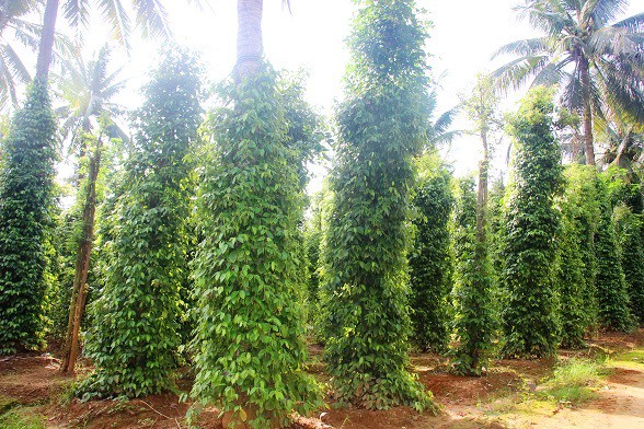 
Ông Cấp cho biết: “Đến nay, khu vườn tôi đã trồng được hơn 1.000 gốc dừa, với giá bán 4.000 đồng/quả thì mỗi năm tôi thu về hàng trăm triệu đồng”.
