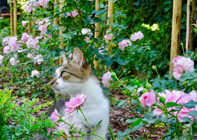 Người bạn nhỏ của gia đình cũng rất yêu quý mảnh vườn.