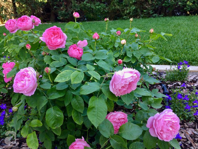 Khóm hồng khoe sắc hương.