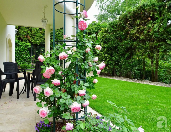 Hồng leo bên hiên nhà.