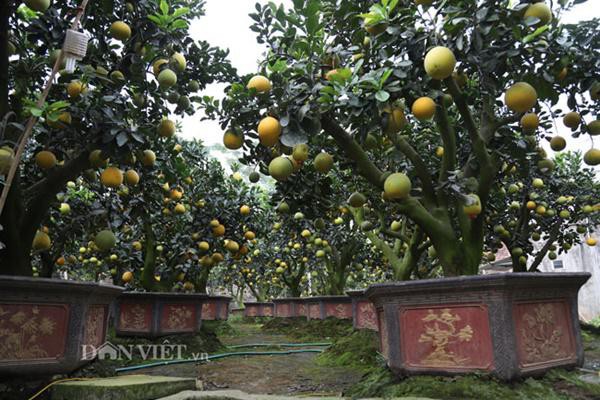 
Khu vườn ở thôn Phi Liệt, xã Liên Nghĩa, huyện Văn Giang, tỉnh Hưng Yên chỉ trồng 80 cây bưởi, thế nhưng giá trị của vườn bưởi này lên đến hàng tỷ đồng.
