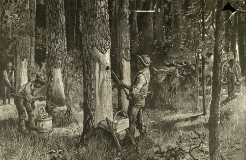 C&ocirc;ng nh&acirc;n lấy mủ th&ocirc;ng trong khu rừng c&oacute; v&ograve;ng tr&ograve;n của quỷ. Ảnh: Amusing Planet.