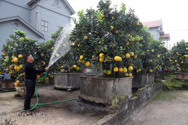 
Cây bưởi tuy không cần tưới nhiều nước nhưng luôn luôn phải giữ độ ẩm tốt thì cây mới tươi xanh, quả mới vàng đều, và nhất là bưởi Diễn dễ sống trong chậu nhưng ghép quả rất khó khăn.
