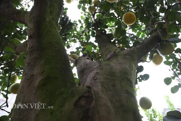 
“Bưởi chuẩn phải đạt những tiêu chí như sau: quả to vừa phải, da vàng, bóng mịn, quan trọng dáng phải độc lạ hút mắt mới bán được giá”, anh Mến nhấn mạnh.
