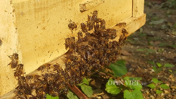 
Theo anh Cương thì đây là những con ong có nhiệm vụ bảo vệ tổ.
