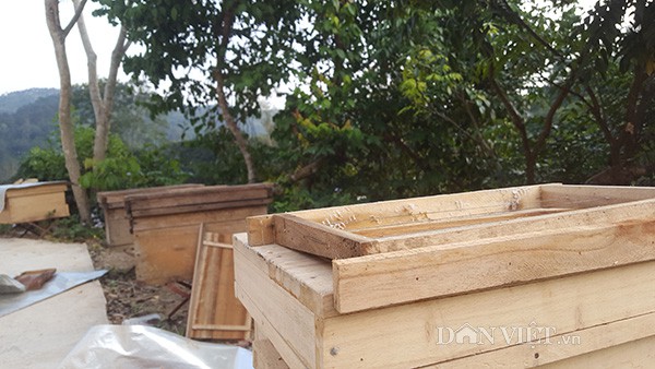 
Hiện khu vườn nuôi ong của gia đình anh đã bắt đầu chật nên anh phải di chuyển đàn ong đến nhiều khu vực khác trong vùng rừng núi....
