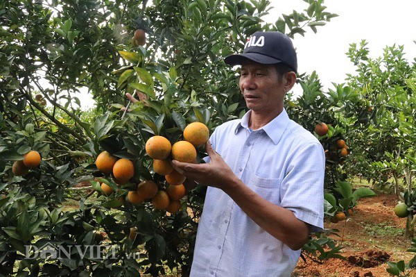 
Theo ông Chất, để thành công trong trồng cam, đòi hỏi người trồng phải tâm huyết và thương xuyên cập nhật những bí quyết trồng cam trên các phương tiện truyền thông
