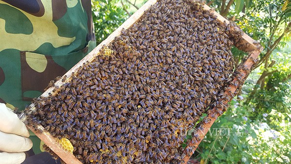 
Một đàn ông trung bình có khoảng 2.000 con ong gồm: ong chúa, ong lấy mật, ong đực, ong cảnh vệ...
