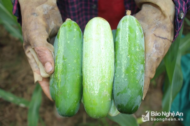 
Giống dưa địa phương quả kh&ocirc;ng to như giống dưa cao sản nhưng gi&ograve;n, ngọt v&agrave; thơm. Ảnh: Th&aacute;i Hiền
