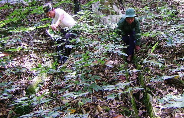 Nông dân trồng sâm Ngọc Linh có người trở thành đại gia với khối tài sản lên tới 500 tỷ đồng