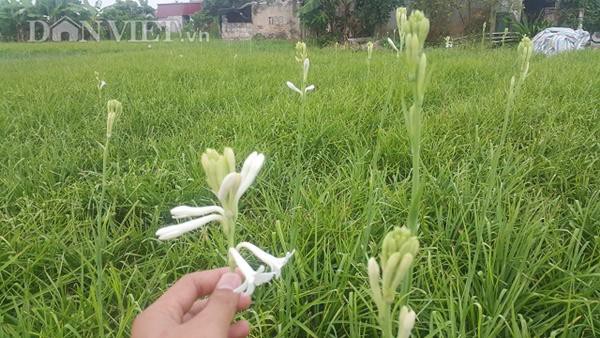 
Hoa huệ được thu mua với giá dao động từ 1.000-1.500 đồng/bông, một sào đất trồng hoa huệ trắng có thể thu tiền lãi từ 9 đến 10 triệu đồng một năm.
