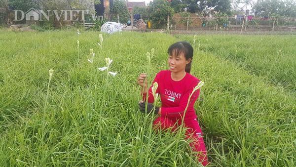 
Nhờ trồng loại hoa trắng như m&acirc;y n&agrave;y m&agrave; gia đ&igrave;nh chị Hạnh c&oacute; nguồn thu nhập h&agrave;ng chục triệu đồng/th&aacute;ng.
