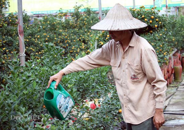 
Để cây quất có thể ra nhiều quả và có thế đứng độc đáo, mỗi ngày anh Nguyễn Tiến Mạnh đều phải bỏ ra 4-5 tiếng đồng hồ để làm công việc cắt tỉa lá, tạo hình cây.
