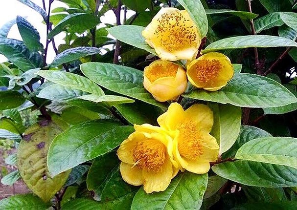 Trà hoa vàng thường mọc trong rừng, nhưng hiện nay đang được nhiều người thuần hoá trồng trong vườn nhà.